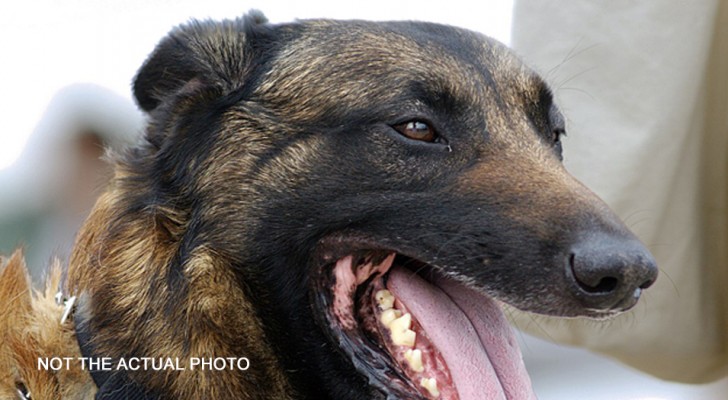 Politie brengt drugshond naar school om scholieren bewust te maken: drie van hen zijn gearresteerd