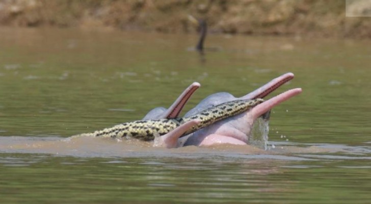 Onderzoekers leggen de merkwaardige ontmoeting tussen twee dolfijnen en een anaconda vast: 