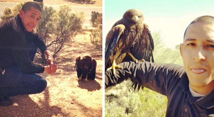 Hij redt een roofvogel en hij maakt zich niet meer los van de man: "het is zijn dank omdat hij hem geholpen heeft" (+ VIDEO)