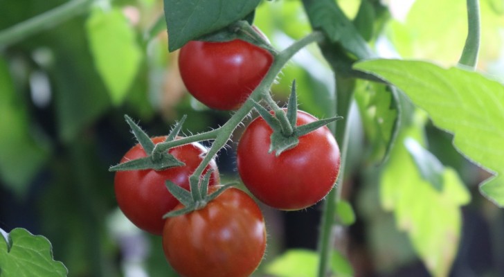 Wil je in de zomer lekkere tomaten oogsten? Vergeet niet de taken uit te voeren die je in het voorjaar moet doen