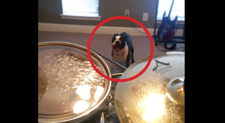 This dog DOES NOT LIKE drums, and its solution is hilarious !