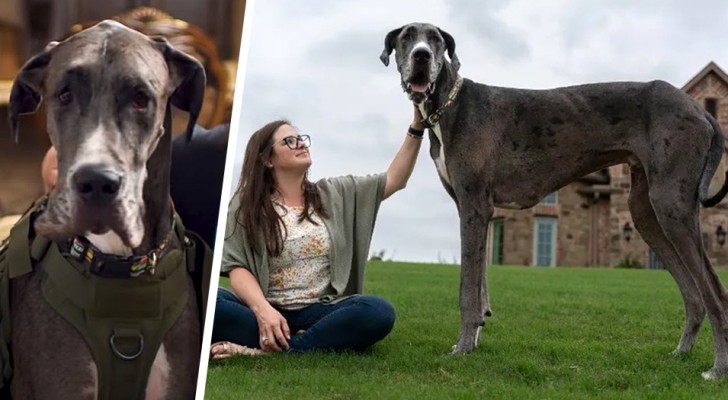 Zeus, Grand danois hunden som har rekordet som världens högsta hund