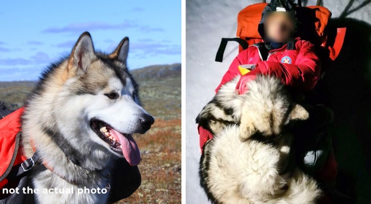 Cane riscalda per 12 ore il padrone alpinista durante un'escursione e gli salva la vita