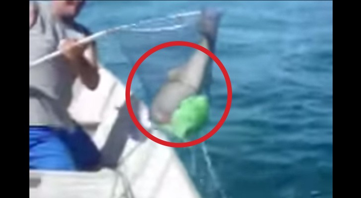 They see a plastic bag in the sea: here's a rescue with a wonderful ending !