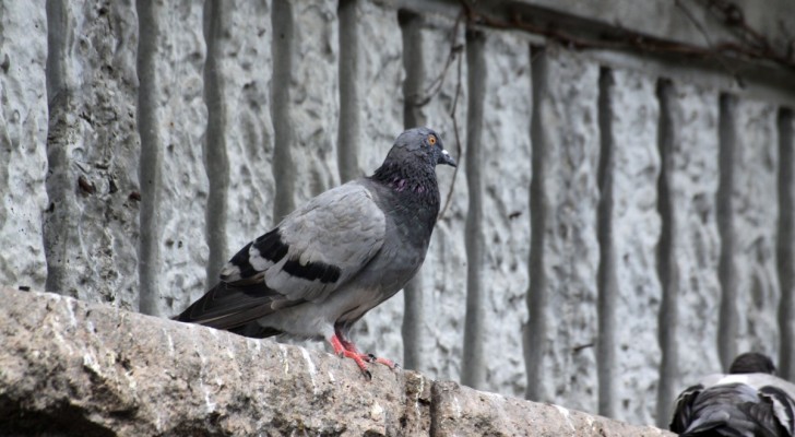 Vous voulez chasser les pigeons de votre balcon ? Vous pouvez essayer de le faire avec ces remèdes non-agressifs 