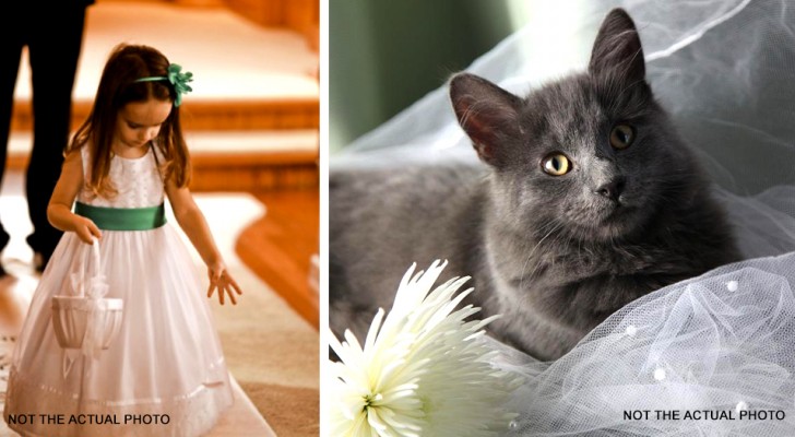Sposa sceglie il suo gatto come "damigella" di nozze e non sua nipote: la sorella le dà dell'egoista