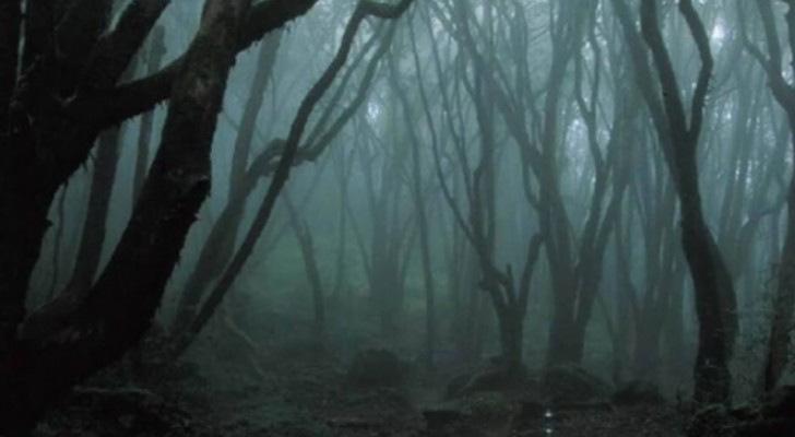 Der spukhafteste Wald der Welt: Vermisste Personen, paranormale Phänomene und UFO-Sichtungen seit Jahrhunderten