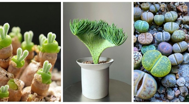 Des plantes succulentes comme sculptures : découvrez les variétés aux formes plus incroyables !