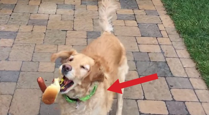 A dog tries to grab food while jumping: you'll love it INSTANTLY !