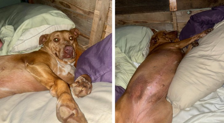 Ett par hittar en okänd hund i sängen när de vaknar på morgonen: "den hade smugit sig in på grund av rädsla för åskan