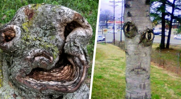 16 van de meest verontrustende en grappige bomen die er zijn, die tot leven lijken te komen