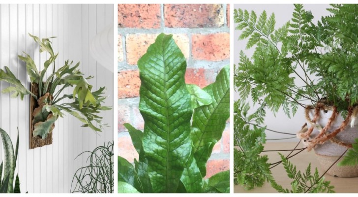 Décorez la maison avec les plantes : à la découverte de 4 fougères d'intérieur à l'aspect fascinant 