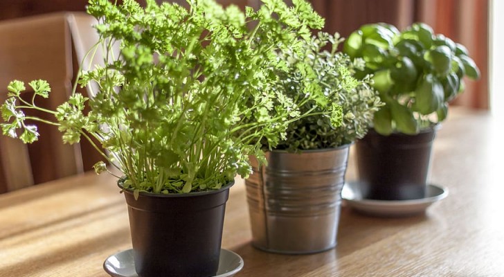 Stai pensando a creare un giardino di erbe aromatiche? Scopri cosa c'è da sapere
