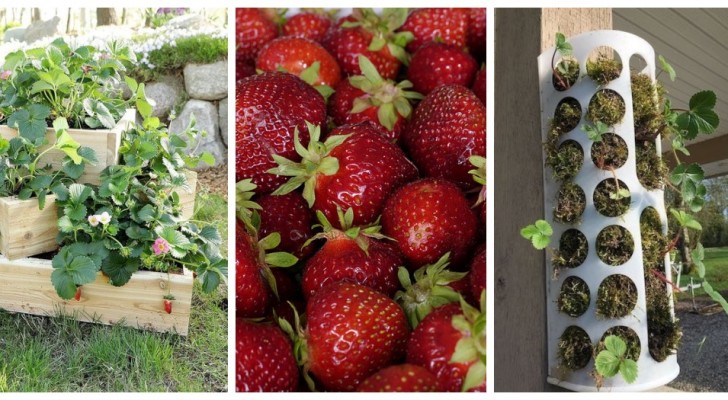 Créez de splendides jardinières DIY pour cultiver les fraises dans de petits espaces !