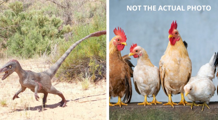 Ett forskarteam reproducerar dinosaurieliknande ben på kycklingar tack vare en genetisk modifiering