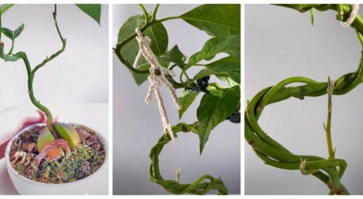Eine Avocado-Pflanze als lebende Skulptur: Man kann sie aus Samen ziehen