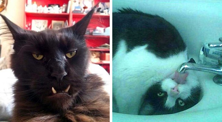 16 chats immortalisés par leurs maîtres dans les poses les plus bizarres et inquiétantes