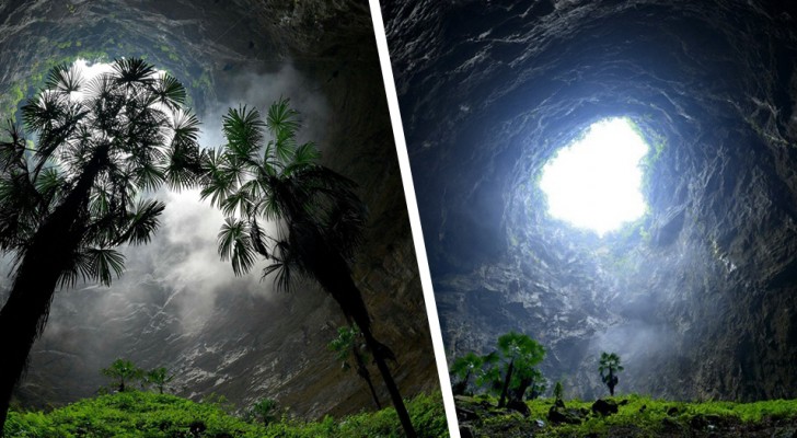 Une forêt gigantesque découverte dans un gouffre dans le sol : 