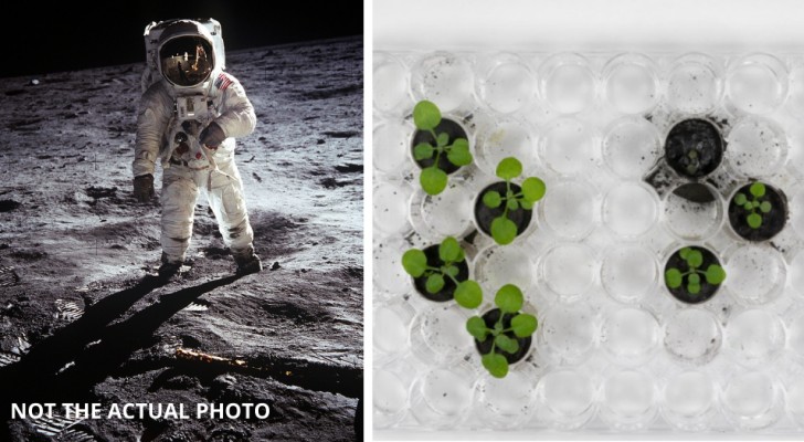 De första växterna som från månjord som togs hit av astronauter för femtio år sedan