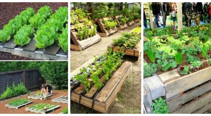 Mini Veggie Patches Using Pallets Be Inspired By These Awesome DIY 