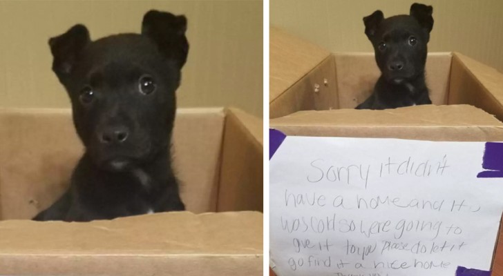 Young child knocks on the school door and runs away leaving a cardboard box with a message: "Find a home for this puppy"
