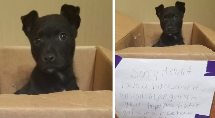 Un enfant frappe à la porte et s'enfuit en laissant une boîte en carton avec un message : "Trouvez un foyer pour ce chiot"