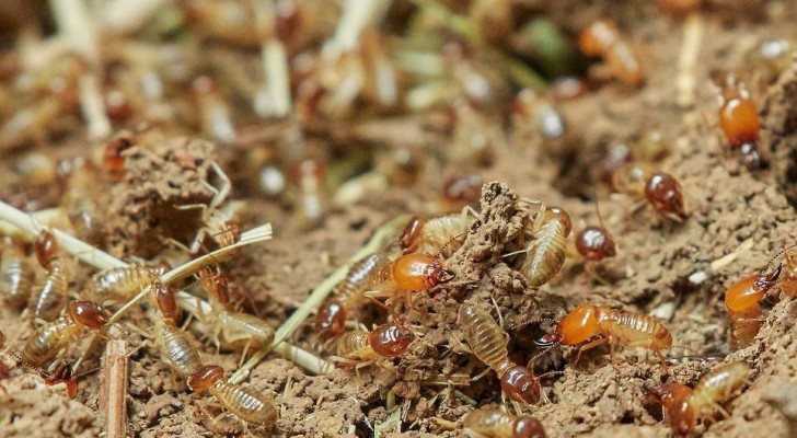 Scopri come capire se hai un problema di termiti in casa