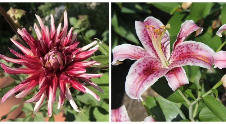 5 bulbi da piantare in primavera per godere di fantastici fiori in estate