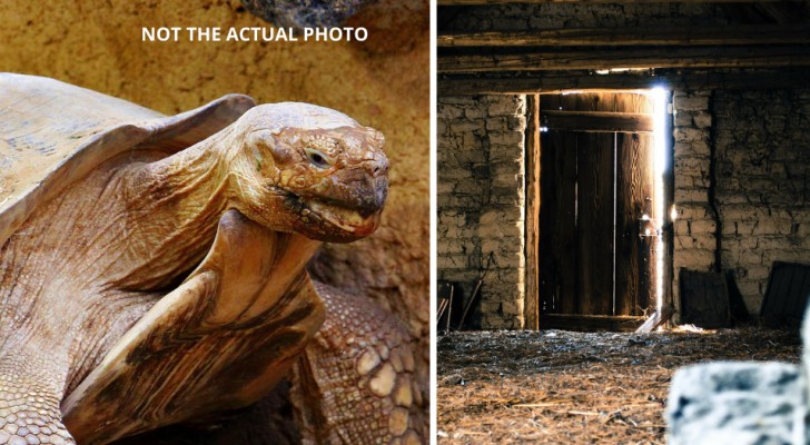En sköldpadda försvinner från sitt hem, trettio år senare hittas den på vinden: "Han är en del av vår familj"