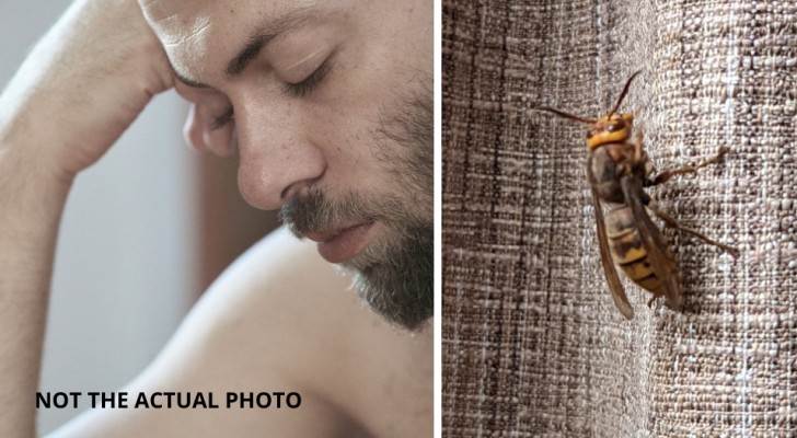 Ein Mann wird mitten in der Nacht von einer riesigen Wespe geweckt und gerät in Panik: 