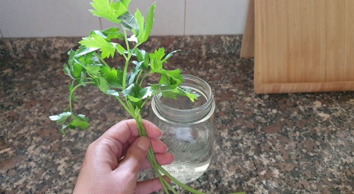 À partir de la branche de persil que vous avez achetée au marché vous pouvez faire pousser une plante : découvrez comment