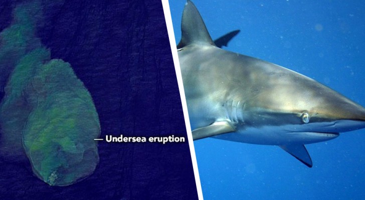 "Een onderwatervulkaan vol gemuteerde haaien staat op uitbarsten": de waarschuwing van NASA