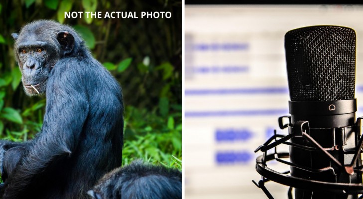 Gli scimpanzé hanno un linguaggio più complesso e strutturato di quanto pensassimo: lo dice uno studio