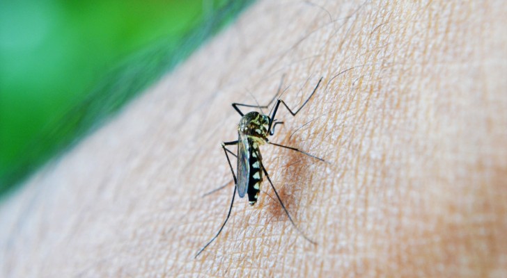 Mückenbekämpfung: Haben Sie diese Do-it-yourself-Methoden ausprobiert, um die Mücken loszuwerden?
