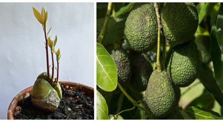 Avocado's binnenshuis kweken: ontdek nuttige tips om ze in potten te kweken