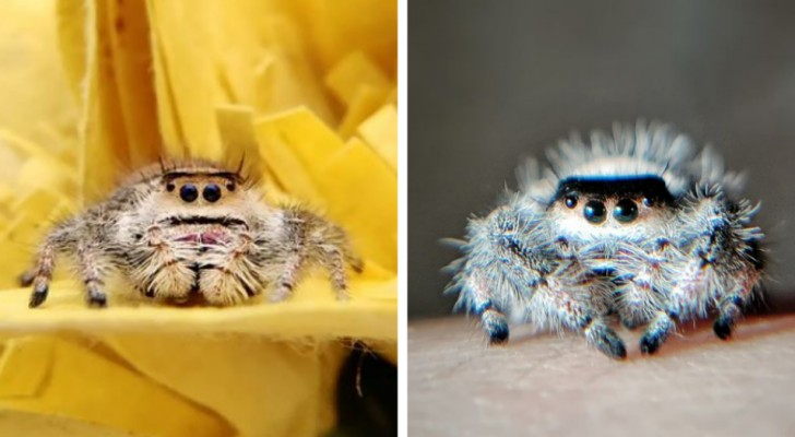 Hon övervinner sin svåra arachnofobi genom att ta sig an en hoppande spindel: "Vi arbetade tillsammans på det"