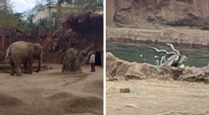 Heroïsche olifant redt antilope van verdrinking met zijn getrompetter (+ VIDEO)