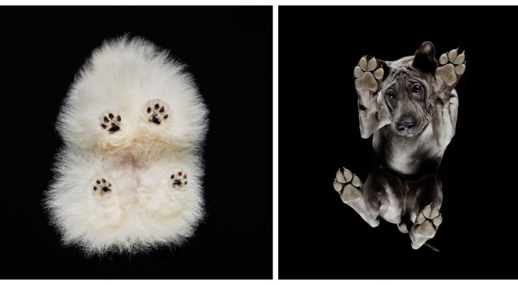 Under-dogs: van onderaf gefotografeerde honden leveren sensationele beelden op