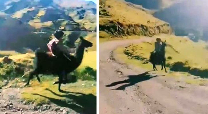Dieses Kind geht jeden Tag mit einem ganz besonderen Transportmittel zu Schule: auf seinem Lama