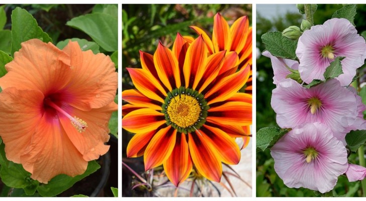 Préparez le jardin à l'été avec des fleurs incroyables aux couleurs vives !