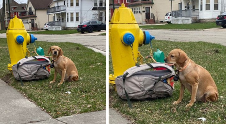 Woman finds a dog tied to a fire hydrant along with a heartbreaking letter: the sick owner can no longer keep the puppy (+ VIDEO)