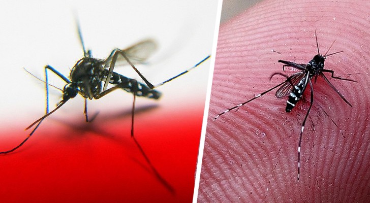 Le zanzare sono attirate dal colore rosso quando sentono il respiro umano: uno studio ci spiega perché
