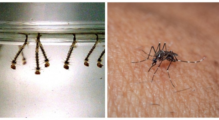 Myggäggsfälla: du kan bygga en med en strumpa och inte mycket annat