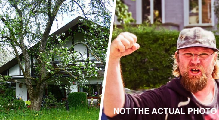 Il vicino di casa gli chiede di rimuovere un albero: 