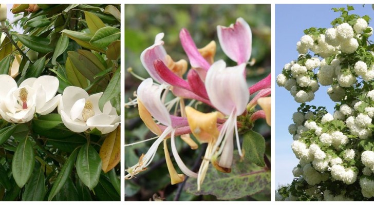 Mille parfums dans le jardin : découvrez les plantes aux fragrances les plus irrésistibles pour votre coin vert