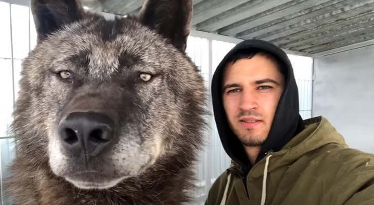 Quest'uomo si prende cura di un gigantesco lupo e ci gioca come se fosse un cucciolo di cane (+VIDEO)