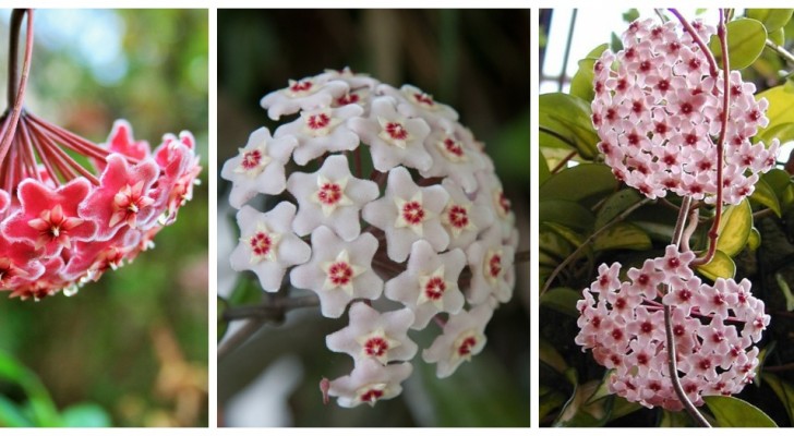 À la découverte de la Hoya Carnosa, l'irrésistible plante grimpante avec les fleurs de porcelaine 