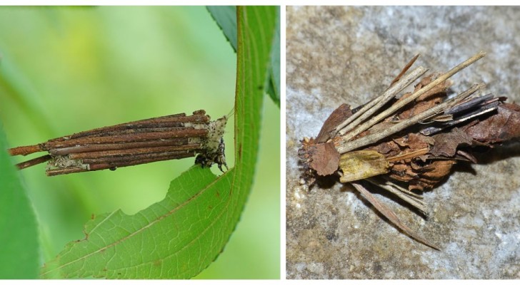Attention aux Psychidae : ces insectes maîtres en camouflage peuvent endommager vos plantes 