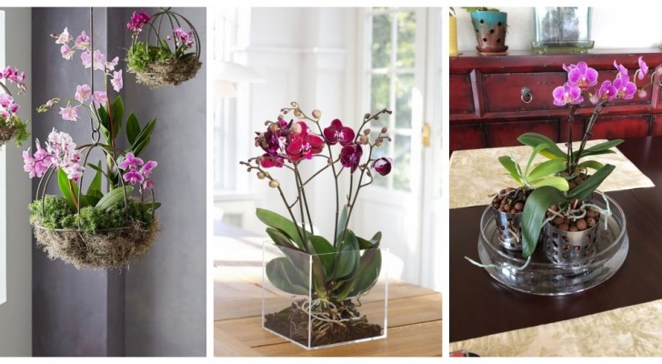 Des jardinières pour vos orchidées : choisissez celles qui vous convient le mieux