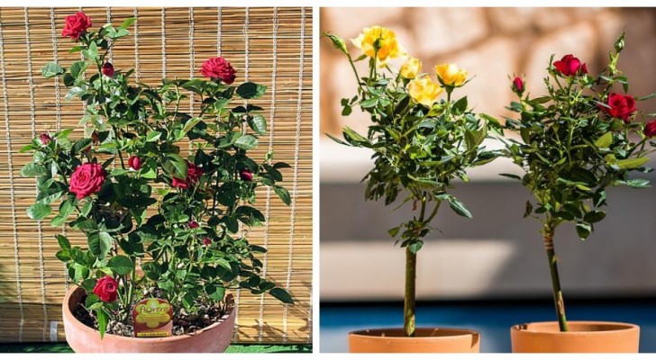 Cultiver des roses en pot : découvrez les indications utiles pour avoir de très beaux exemplaires 